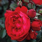 Florentina&trade; Arborose&reg; Climbing Rose Thumb
