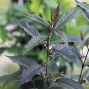 Callicarpa Pearl Glam&reg; Alternate Image 1