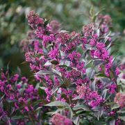 Callicarpa Pearl Glam&reg; Alternate Image 2