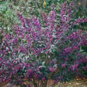 Callicarpa Pearl Glam&reg; Alternate Image 3