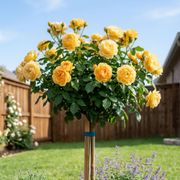 Soaring to Glory 24-Inch Tree Rose Alternate Image 1