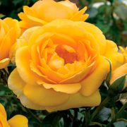 Soaring to Glory 24-Inch Tree Rose Alternate Image 2