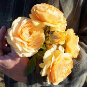 Soaring to Glory 24-Inch Tree Rose Alternate Image 4