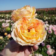 La Park 24-Inch Tree Rose Alternate Image 1