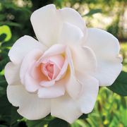 Clouds of Glory Hybrid Tea Rose Alternate Image 1