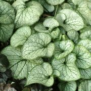 Brunnera 'Jack Frost' Alternate Image 3