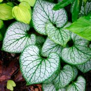 Brunnera 'Jack Frost' Alternate Image 4