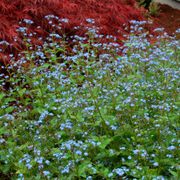 Brunnera 'Jack Frost' Alternate Image 5