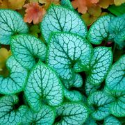 Brunnera 'Jack Frost' Alternate Image 6