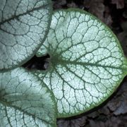 Brunnera 'Jack Frost' Alternate Image 7