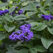 Iowa Heliotrope Alternate Image 1