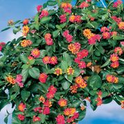 Lantana Summer Popsicle Alternate Image 2
