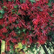 'Major Wheeler' Honeysuckle Alternate Image 1