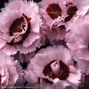 Dianthus Scent First&reg; Compact Raspberry Surprise Alternate Image 1