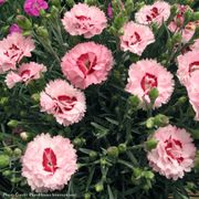 Dianthus Scent First&reg; Compact Raspberry Surprise Alternate Image 2