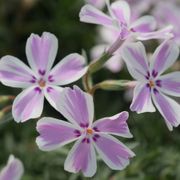 Phlox 'Candy Stripe' Creeping Phlox Alternate Image 1