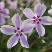 Phlox 'Candy Stripe' Creeping Phlox Alternate Image 2