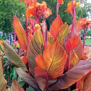Canna Tropicanna&reg; Bulb Thumb