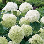 Hydrangea Incrediball&reg; Smooth Hydrangea Alternate Image 1