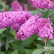Buddleia Pugster Pinker&trade; Butterfly Bush Alternate Image 1