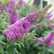 Buddleia Pugster Pinker&trade; Butterfly Bush Alternate Image 2