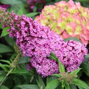 Buddleia Pugster Pinker&trade; Butterfly Bush Alternate Image 3