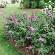 Buddleia Pugster Pinker&trade; Butterfly Bush Alternate Image 4