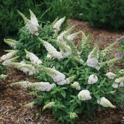 Buddleia Pugster White&reg; Butterfly Bush Alternate Image 1