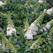 Buddleia Pugster White&reg; Butterfly Bush Alternate Image 2