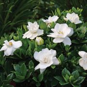 Gardenia Steady as She Goes&trade; Alternate Image 1