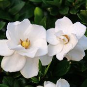 Gardenia Steady as She Goes&trade; Alternate Image 3