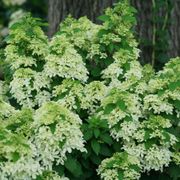 Hydrangea Quick Fire Fab&reg; Panicle Hydrangea Thumb
