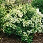Hydrangea Quick Fire Fab&reg; Panicle Hydrangea Alternate Image 1