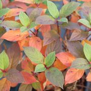 Hydrangea Quick Fire Fab&reg; Panicle Hydrangea Alternate Image 2