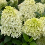 Hydrangea Quick Fire Fab&reg; Panicle Hydrangea Alternate Image 3