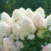 Hydrangea Quick Fire Fab&reg; Panicle Hydrangea Alternate Image 4
