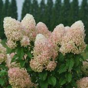 Hydrangea Quick Fire Fab&reg; Panicle Hydrangea Alternate Image 5