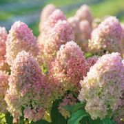 Hydrangea Quick Fire Fab&reg; Panicle Hydrangea Alternate Image 6