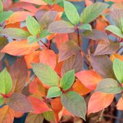 Hydrangea Quick Fire Fab&reg; Panicle Hydrangea Alternate Image 9