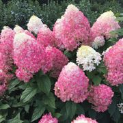 Hydrangea Quick Fire Fab&reg; Panicle Hydrangea Alternate Image 10