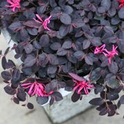 Loropetalum Jazz Hands Mini&reg; Chinese Fringe Flower Thumb