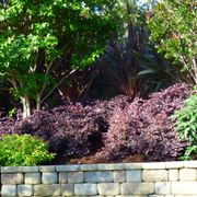 Loropetalum Jazz Hands Mini&reg; Chinese Fringe Flower Alternate Image 1