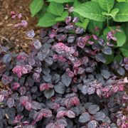 Loropetalum Jazz Hands Variegated&reg; Chinese Fringe Flower Thumb