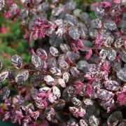 Loropetalum Jazz Hands Variegated&reg; Chinese Fringe Flower Alternate Image 1