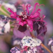 Loropetalum Jazz Hands Variegated&reg; Chinese Fringe Flower Alternate Image 2