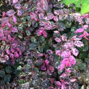 Loropetalum Jazz Hands Variegated&reg; Chinese Fringe Flower Alternate Image 3