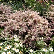 Loropetalum Jazz Hands Variegated&reg; Chinese Fringe Flower Alternate Image 4