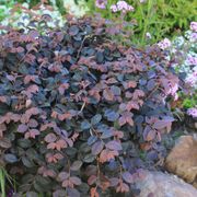 Loropetalum Jazz Hands&reg; Pink Chinese Fringe Flower Thumb