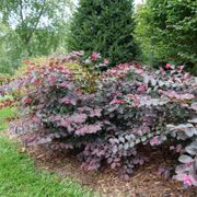 Loropetalum Jazz Hands&reg; Pink Chinese Fringe Flower Alternate Image 1