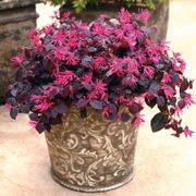 Loropetalum Jazz Hands&reg; Pink Chinese Fringe Flower Alternate Image 2